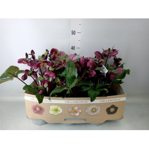Helleborus  'Fkiss Charmer'