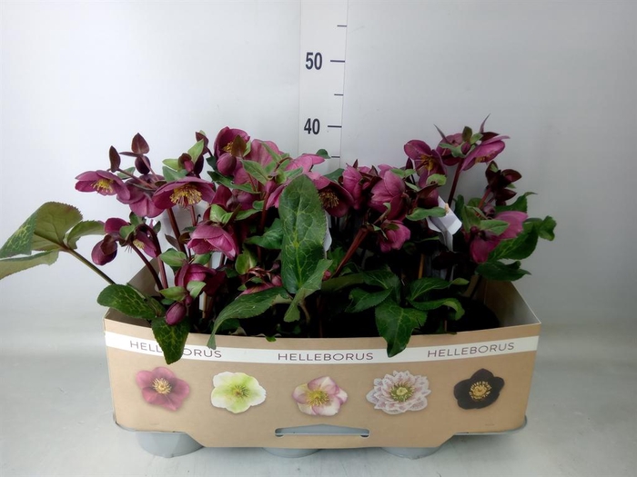 <h4>Helleborus  'Fkiss Charmer'</h4>