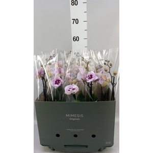 Phalaenopsis  'Hot Lip'
