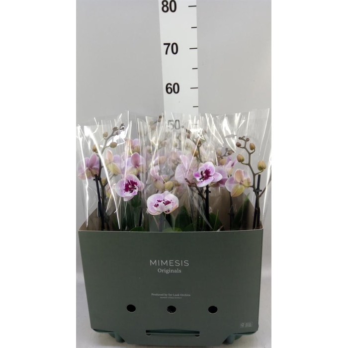 <h4>Phalaenopsis  'Hot Lip'</h4>