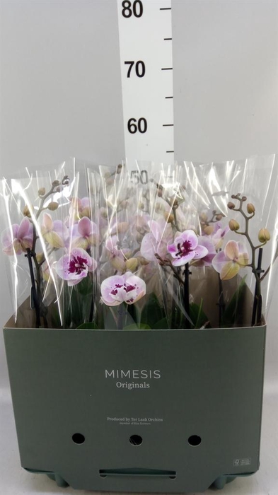 Phalaenopsis  'Hot Lip'
