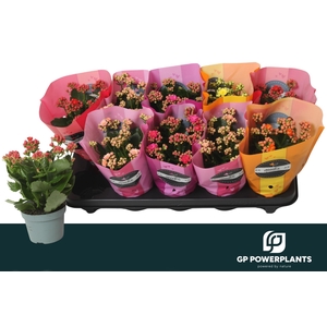 KAL GE PERF GEM 5 KL