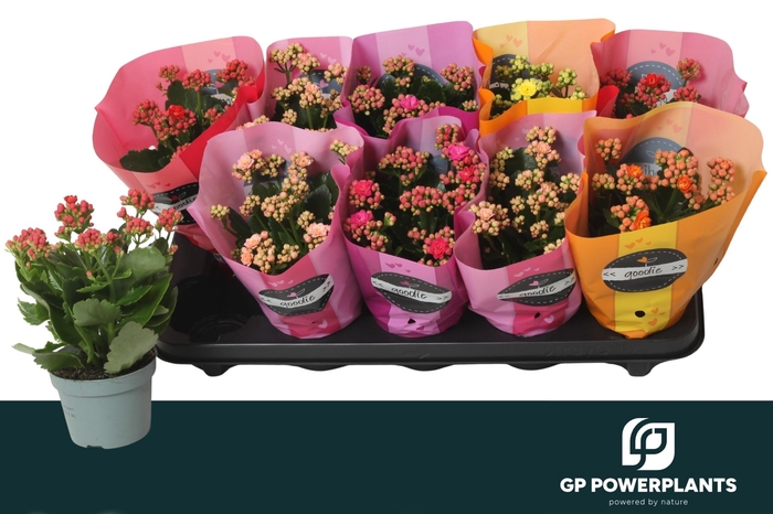 <h4>KAL GE PERF GEM 5 KL</h4>