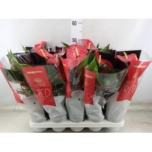 Anthurium andr. 'Querida'