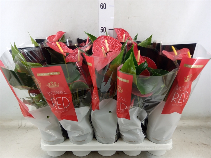<h4>Anthurium andr. 'Querida'</h4>