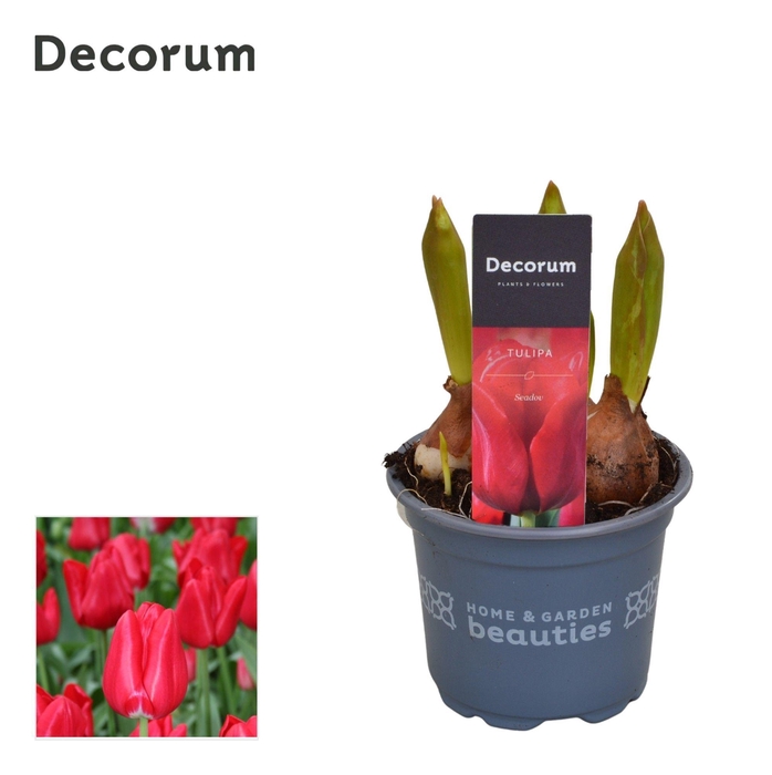 <h4>Tulp Seadov</h4>