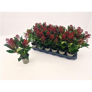 Skim J Rubella 4-5 Bloemen+
