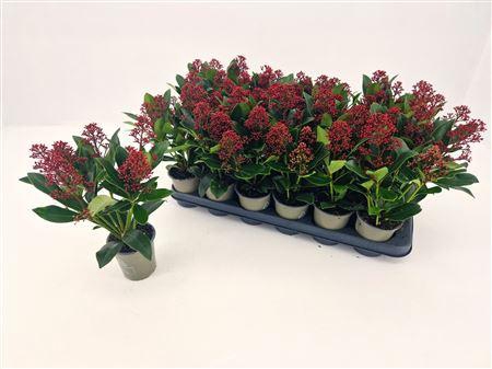 <h4>Skim J Rubella 4-5 Bloemen+</h4>