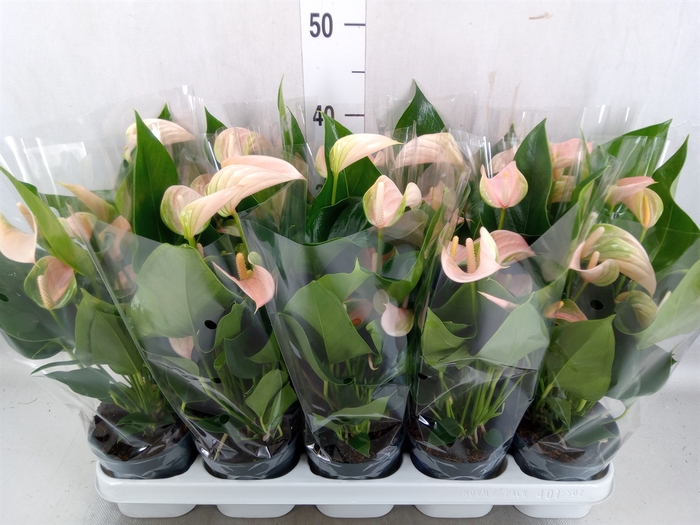 Anthurium andr. 'Joli Peach'