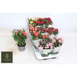 RO KORDANA GEM 6 SRT