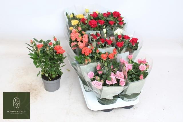 <h4>RO KORDANA GEM 6 SRT</h4>