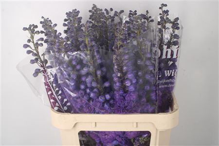 <h4>Delph El Christel Purple</h4>
