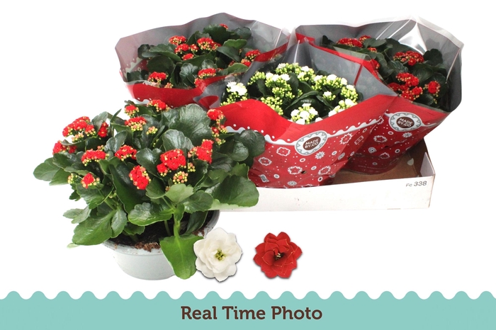 <h4>KAL GE GEM 2 KL</h4>