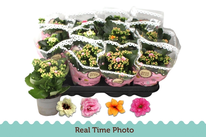 <h4>KAL GE GEM TWEEKL BL</h4>