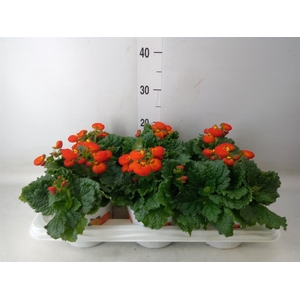 Calceolaria  'Calynopsis Orange'