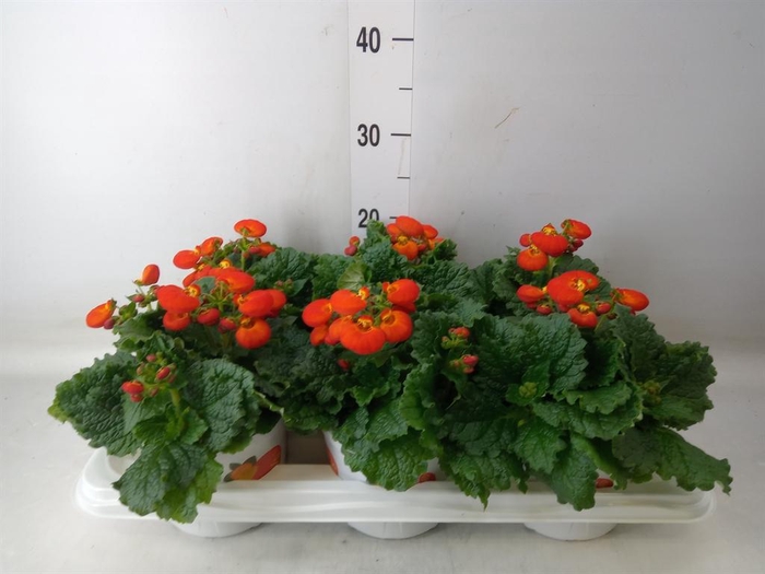 <h4>Calceolaria 'Calynopsis Orange'</h4>