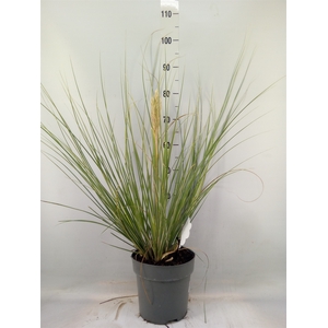 Cortaderia   ...