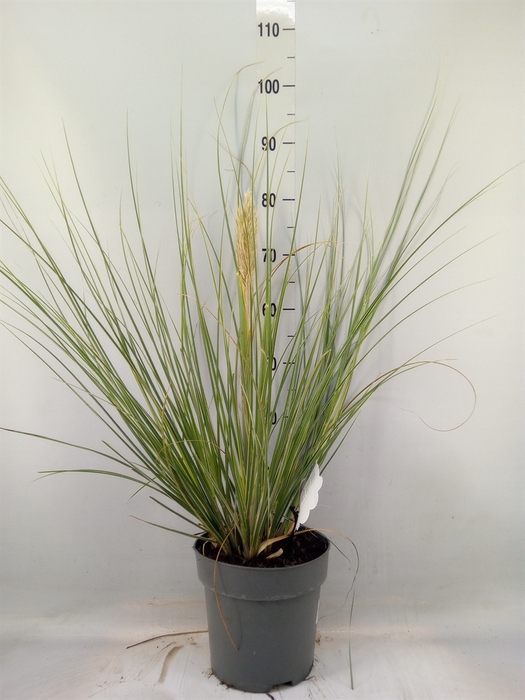 <h4>Cortaderia   ...</h4>