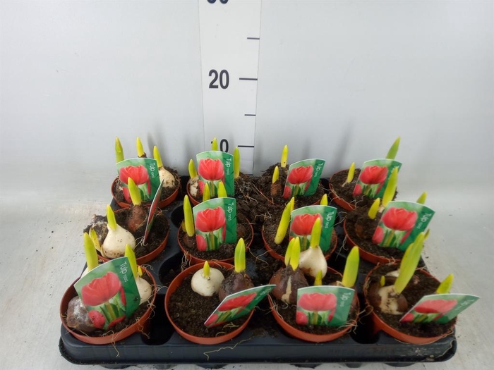 <h4>Tulipa   ...</h4>