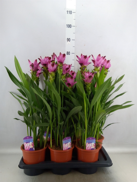 Curcuma alism. 'Siam Splash'