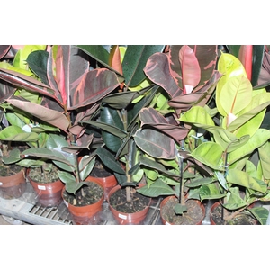 FICUS ELASTICA P17 VARIADO