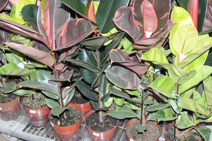 <h4>FICUS ELASTICA P17 VARIADO</h4>