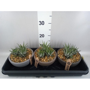 Haworthia fasciata 'Big Band'