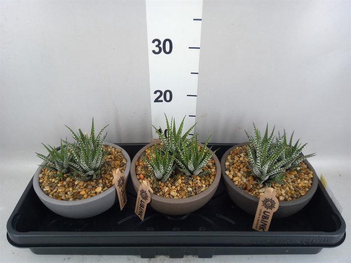<h4>Haworthia fasciata 'Big Band'</h4>