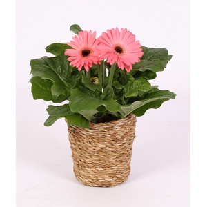 Gerbera belicht 2+ in grass pot nature