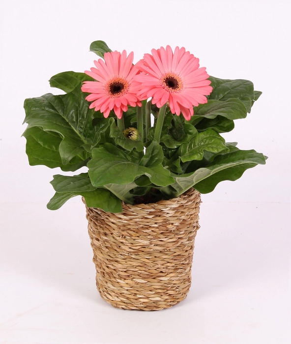 <h4>Gerbera belicht 2+ in grass pot nature</h4>
