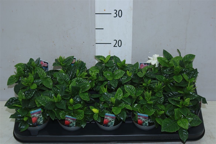 <h4>Gardenia Jasminoides</h4>