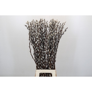 Salix Caprea Snow Flake Premium