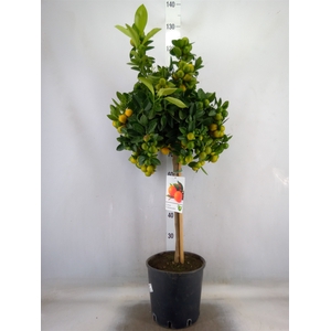 Citrus   ...