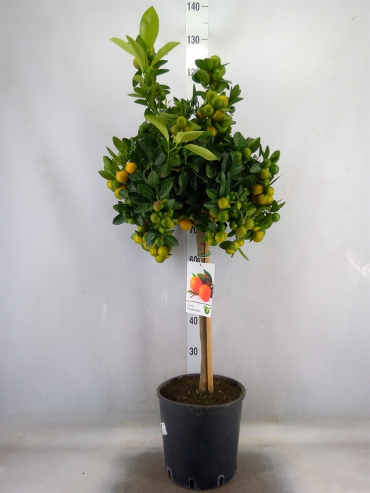 <h4>Citrus   ...</h4>