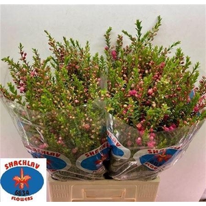 Chamecordia Rey 70cm