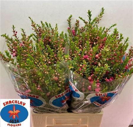 <h4>Chamecordia Rey 70cm</h4>