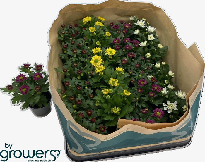 <h4>CHRYS GEM 6 KL</h4>