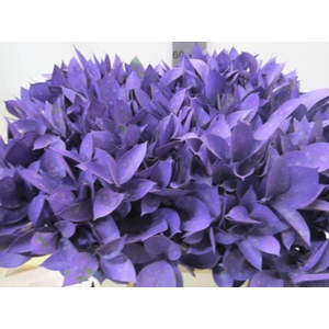 Ruscus G Purple