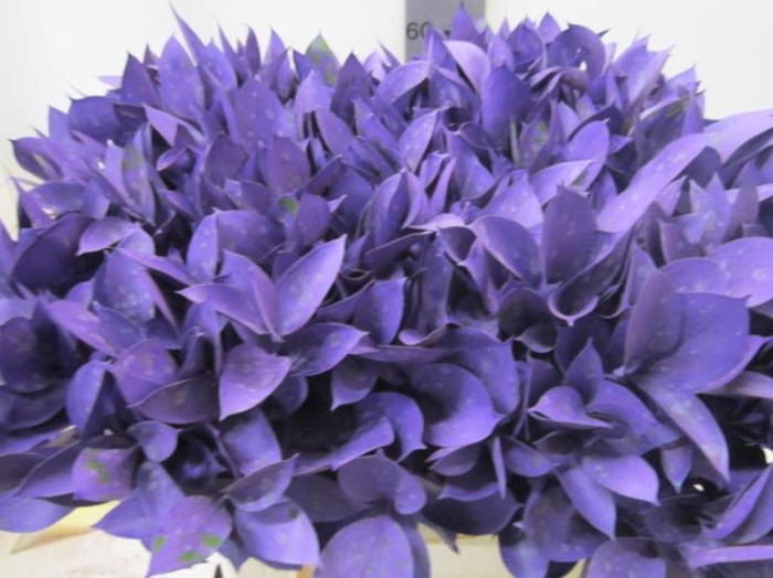 <h4>Ruscus G Purple</h4>