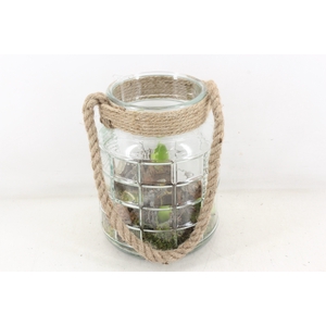 arr4 Amaryllis MB - Ruitglas XL x5