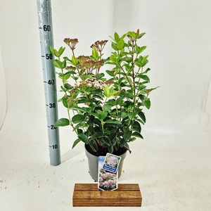 Viburnum tinus