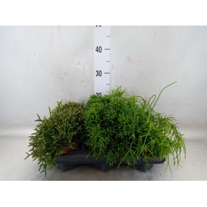 Rhipsalis   ...mix