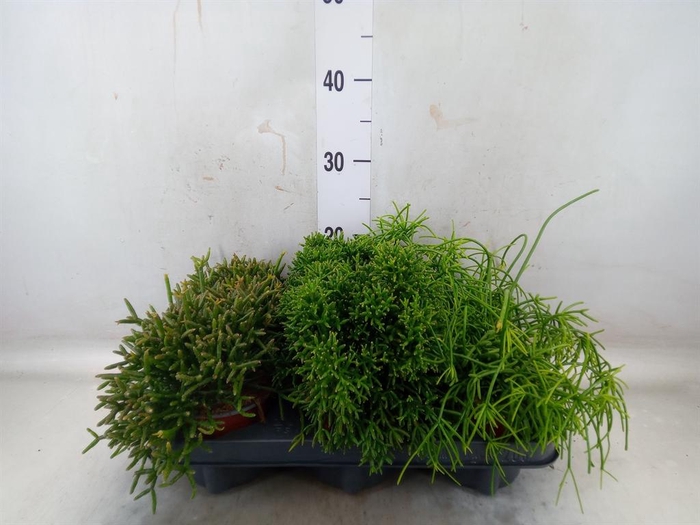 <h4>Rhipsalis   ...mix</h4>