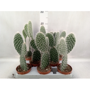 Opuntia