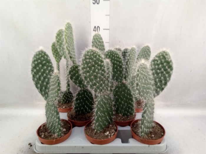 <h4>Opuntia</h4>