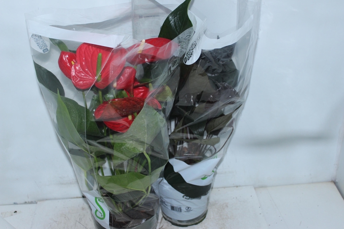 <h4>ANTHURIUM VARIADO P17</h4>