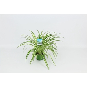 HangonGreen Chlorophytum Vitatum 14 cm