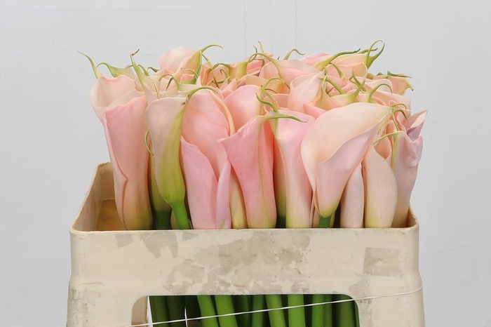 <h4>Zantedeschia Eydolls Salmon</h4>