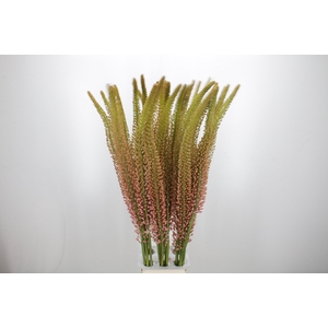 Eremurus Oase