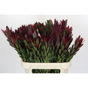 Leucadendron Safari Sunset